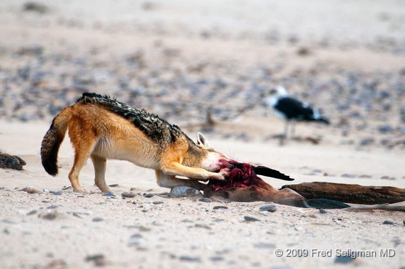 20090605_155642 D300 X1.jpg - Various stages of the Jackal feeding on the seal